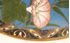 Picture of Japanese Meiji period Cloisonne plate