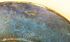 Picture of Japanese Meiji period Cloisonne plate