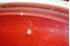 Picture of Steuben bowl