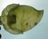 Picture of Chinese jade leaf bowl
