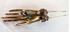 Picture of Coro Craft Adolph Katz Friendship Hands Sterling Pin