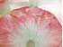 Picture of Lot of 12 Tulip frosted glass shades